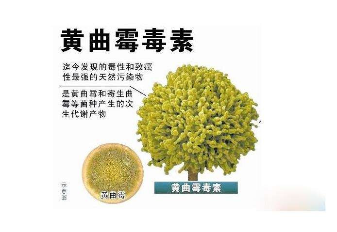 黄曲霉毒素 黄曲霉毒素